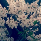 京都人妻デリヘル倶楽部