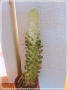 京都痴女性感フェチ倶楽部