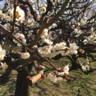 京都人妻デリヘル倶楽部