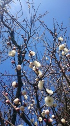 京都人妻デリヘル倶楽部