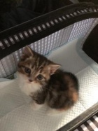 京都人妻デリヘル倶楽部