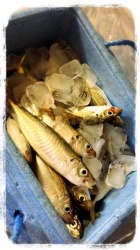 京都人妻デリヘル倶楽部