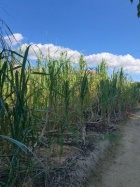 京都人妻デリヘル倶楽部