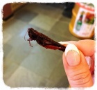 京都人妻デリヘル倶楽部