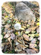 京都人妻デリヘル倶楽部