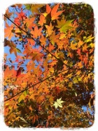 京都人妻デリヘル倶楽部