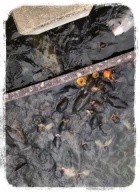 京都人妻デリヘル倶楽部