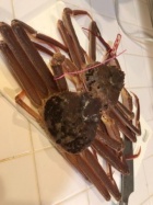 京都人妻デリヘル倶楽部