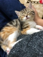 京都人妻デリヘル倶楽部