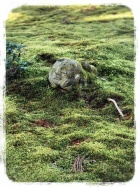 京都人妻デリヘル倶楽部