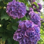 京都人妻デリヘル倶楽部