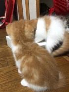 京都人妻デリヘル倶楽部