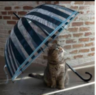 京都人妻デリヘル倶楽部