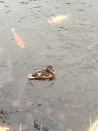 京都人妻デリヘル倶楽部