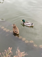 京都人妻デリヘル倶楽部