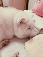 京都人妻デリヘル倶楽部