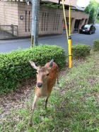 京都人妻デリヘル倶楽部