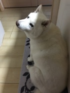 京都人妻デリヘル倶楽部