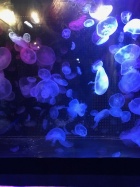 京都人妻デリヘル倶楽部