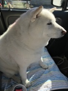 京都人妻デリヘル倶楽部