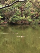 京都人妻デリヘル倶楽部