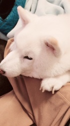 京都人妻デリヘル倶楽部