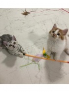 京都人妻デリヘル倶楽部