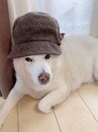 京都人妻デリヘル倶楽部