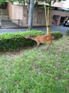 京都人妻デリヘル倶楽部