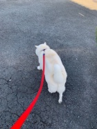 京都人妻デリヘル倶楽部