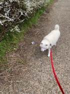 京都人妻デリヘル倶楽部