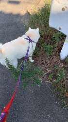 京都人妻デリヘル倶楽部