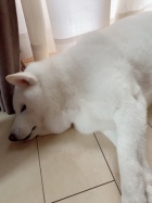 京都人妻デリヘル倶楽部