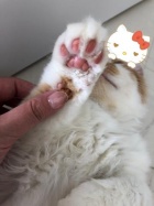 京都人妻デリヘル倶楽部