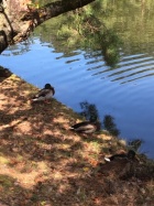 京都人妻デリヘル倶楽部