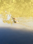 京都人妻デリヘル倶楽部