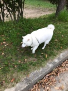 京都人妻デリヘル倶楽部