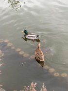 京都人妻デリヘル倶楽部