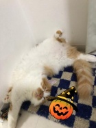 京都人妻デリヘル倶楽部