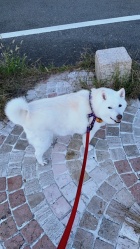 京都人妻デリヘル倶楽部