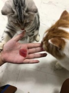 京都人妻デリヘル倶楽部