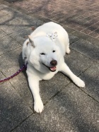 京都人妻デリヘル倶楽部