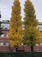 京都人妻デリヘル倶楽部