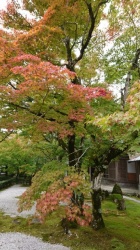 京都人妻デリヘル倶楽部