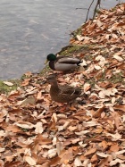 京都人妻デリヘル倶楽部