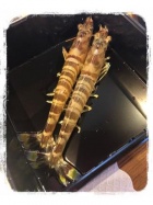 京都人妻デリヘル倶楽部