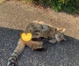 招き猫
