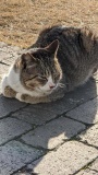 うとうと