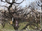 京都人妻デリヘル倶楽部